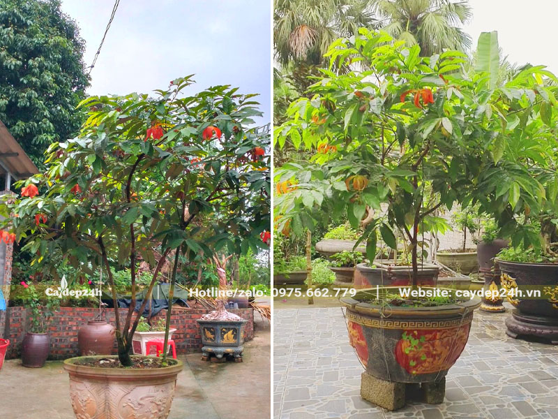 Cây Hoa Dẻ đỏ lâu năm trồng trong chậu cảnh