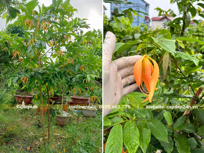 Cây Hoa Dẻ đỏ cao gần 2m