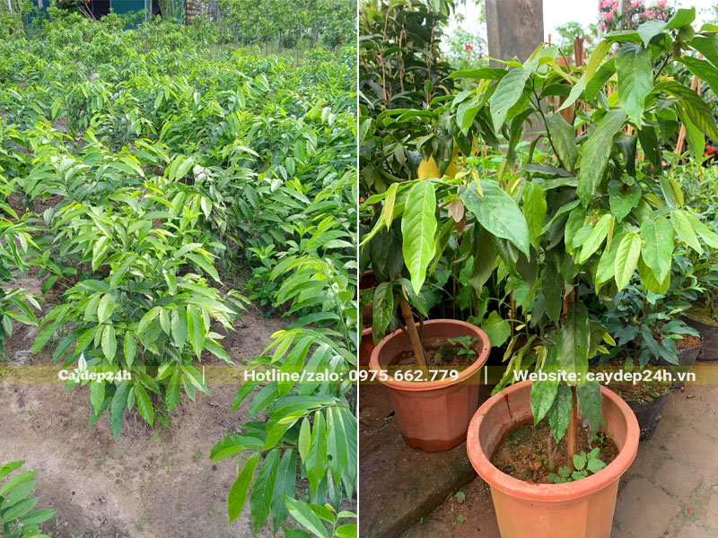 Vườn cây giống Hoa Dẻ rừng cao 50cm