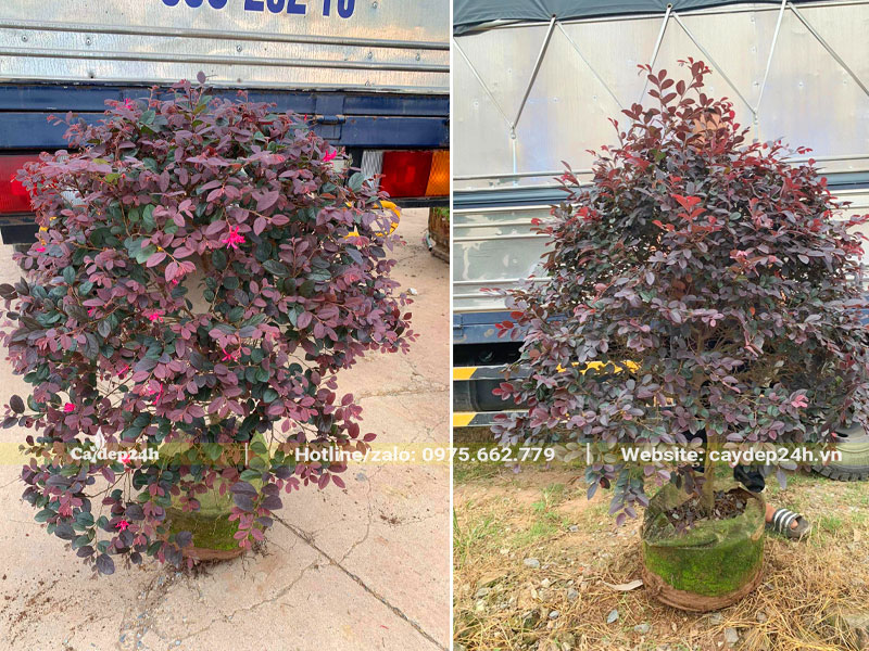 Hồng Phụng tán tròn và tán chóp có đường kính gốc bằng nhau