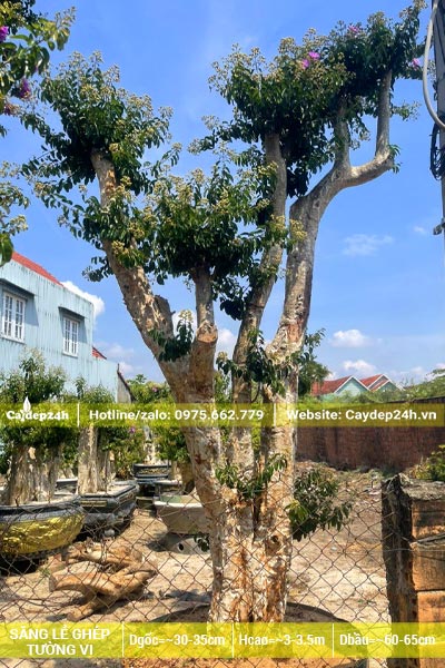 Chiều cao cây hơn 3m, đường kính gốc khoảng 30cm trở lên