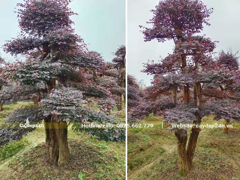 Vườn nuôi trồng số lượng lớn cây Hồng Phụng cổ thụ tán đẹp, vanh 80 - 150