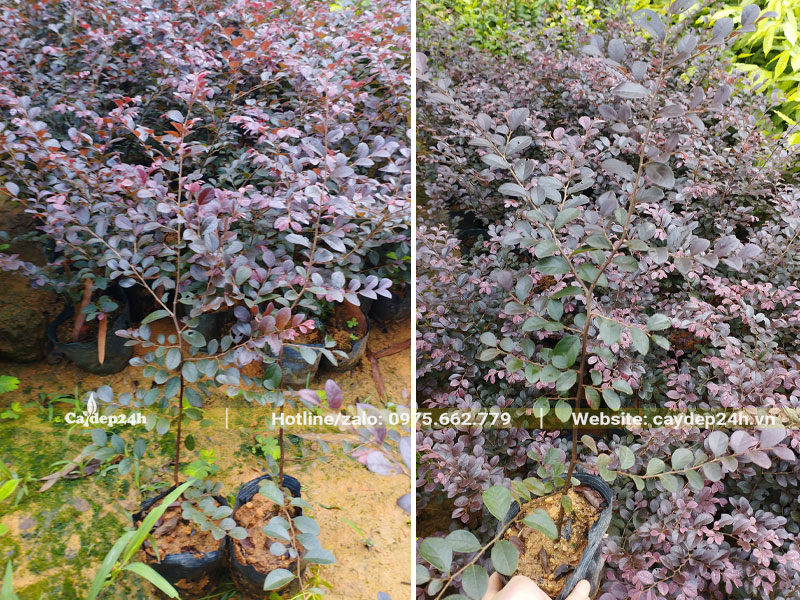 Cây giống Hồng Phụng cao 30 - 40cm, thân nhỏ