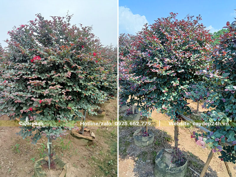 Cây Hồng Phượng cao gần 2m, cành lá sum suê