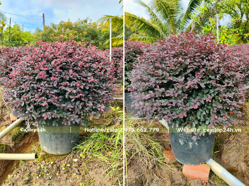 Cây Hồng Phụng tán tròn đều, đường kính khoảng 60 - 70cm