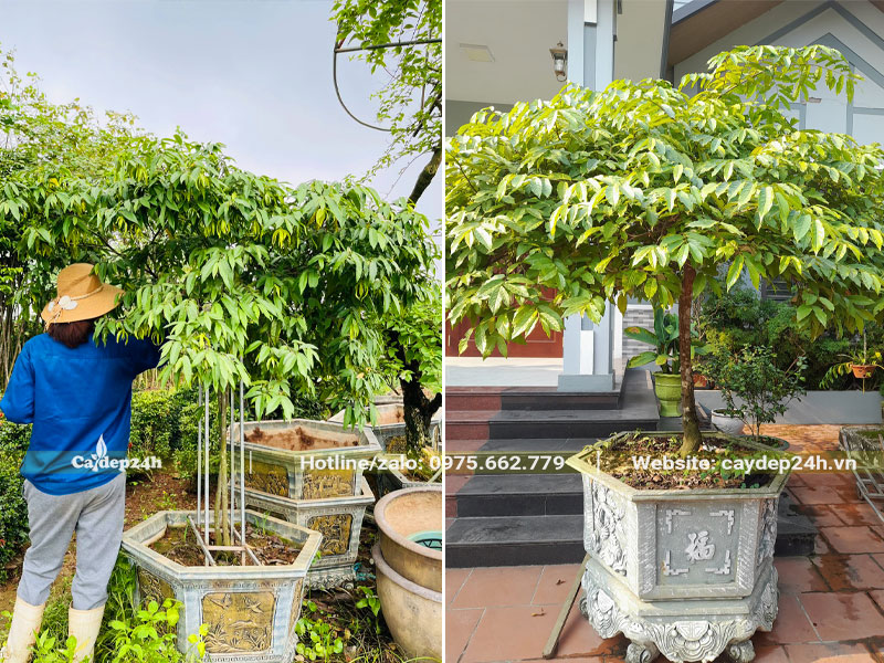 Ngắm chậu cây hoa dẻ vàng thoát thân gần 1m