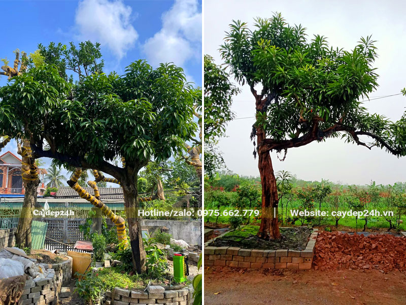 Những cây Trứng Gà dáng bay, gốc cổ thụ đẹp