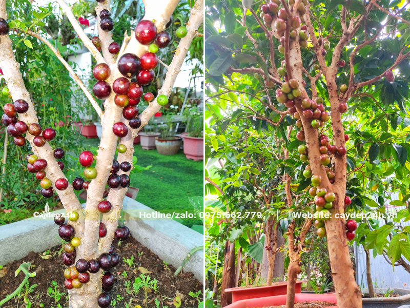 Cây Nho Thân Gỗ 12 vụ quả đang bắt đầu chín