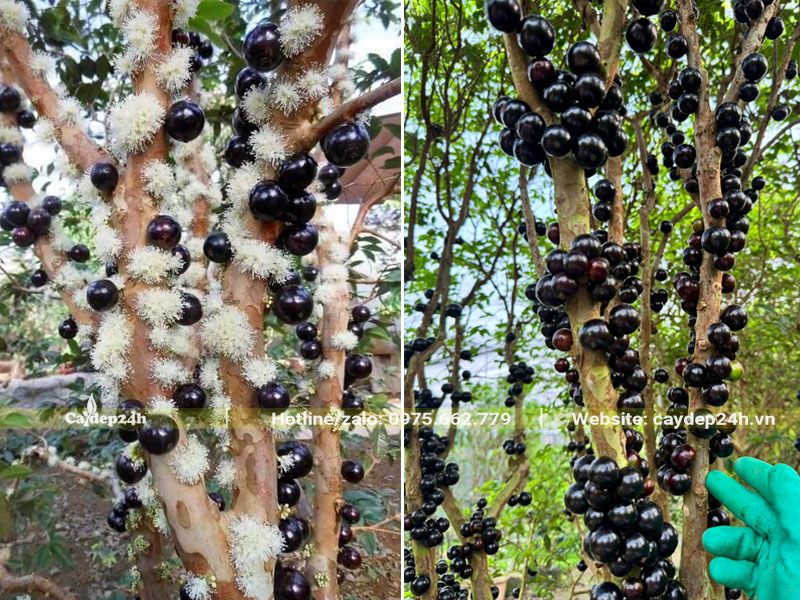 Cây nho thân gỗ hoa sai, quả chi chít trên thân cành