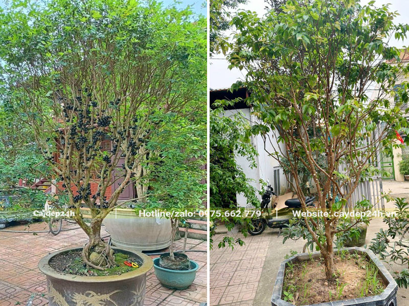 Những chậu cây Nho Thân Gỗ lâu năm trồng trước sân nhà