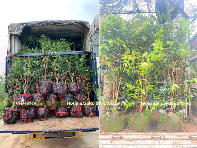 Xếp số lượng lớn cây nho thân gỗ giống lên xe tải