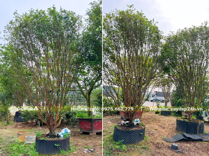 Dâm ủ trong bầu nổi những cây nho thân gỗ lâu năm chiều cao khoảng 4m