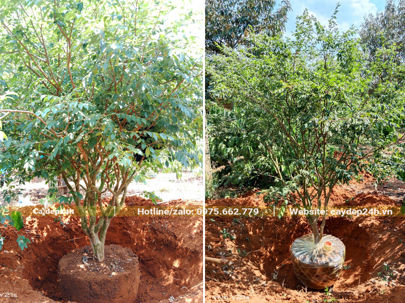 Bứng nóng cây nho thân gỗ lâu năm cao gần 2m