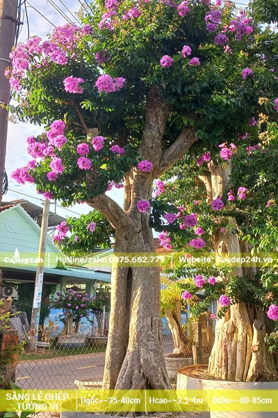Cây hoa săng lẻ ghép tường vi nở rực rỡ, đường kính gốc từ 35cm trở lên