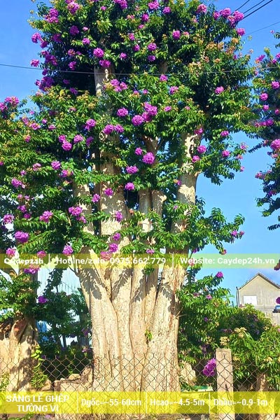 Săng Lẻ ghép tường vi thái màu tím siêu đẹp