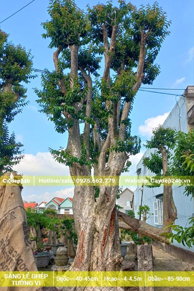 Săng Lẻ ghép hoa tường vi cao hơn 5m, đường kính gốc 45cm