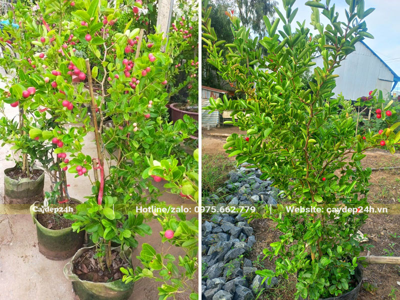 Siro ăn quả trồng trong bầu từ nhỏ chiều cao 1m