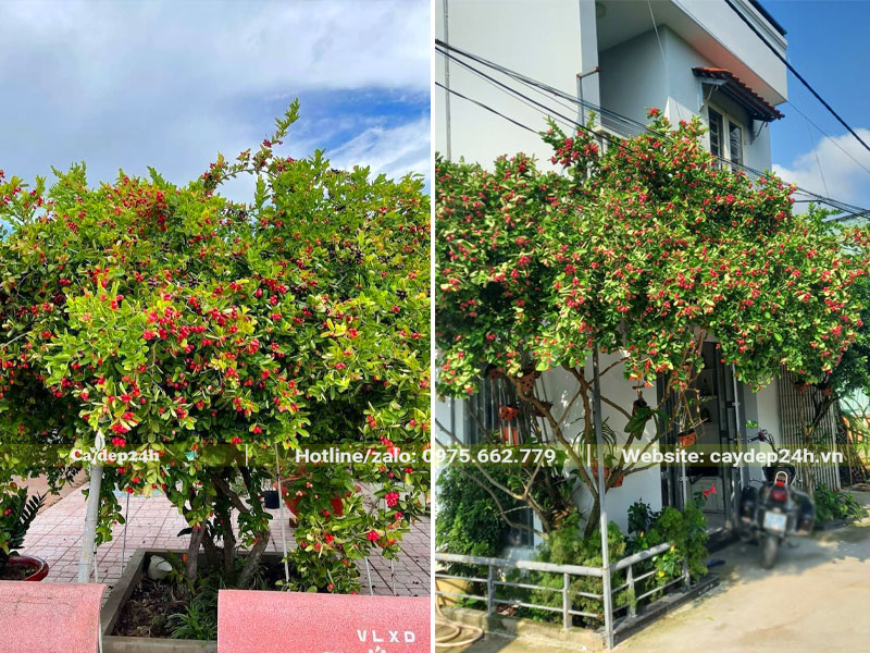 Cây Siro lâu năm trồng trước nhà và trong sân trường học