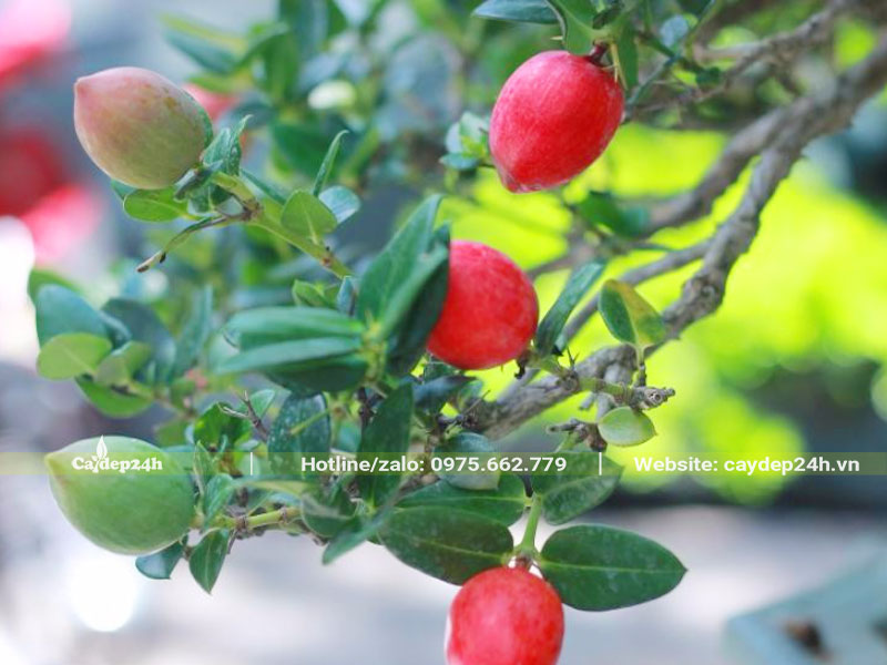 Chậu cây siro cảnh Đài Loan