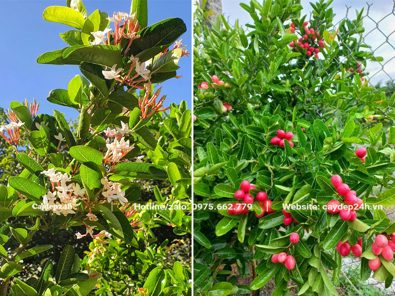 Hoa và quả cây Siro khi chín