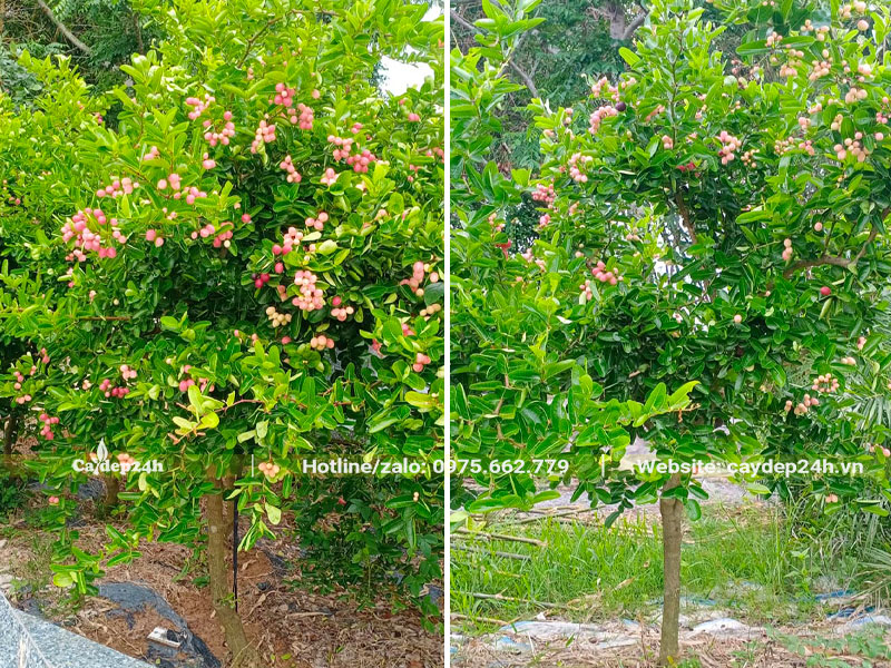 Vườn trồng những cây Siro cao 2m, thoát thân 70 - 80cm