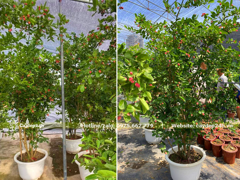 Khu vực dưỡng những cây Siro trồng chậu cao 1,5 - 2m