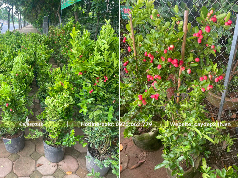 Những cây siro mới trưởng thành chiều cao từ 50 - 80cm