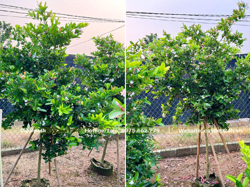 Cây Siro lâu năm, thân tree cao gần 2m