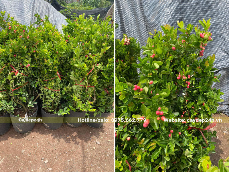 Bóc cành những bầu cây Siro trưởng thành chiều cao gần 1m