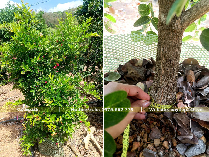 Đo vanh gốc của cây Siro lâu năm