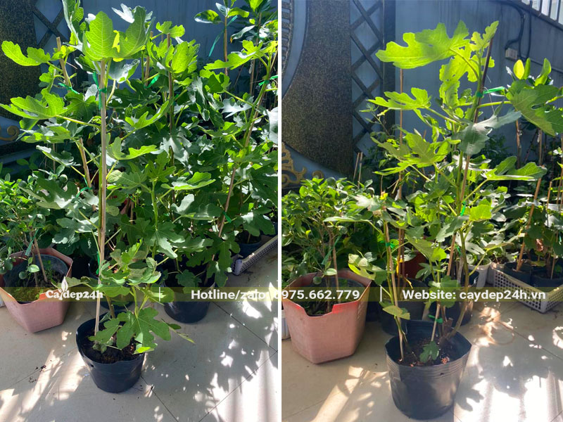 Sung Mỹ sẵn quả chiều cao khoảng 80cm