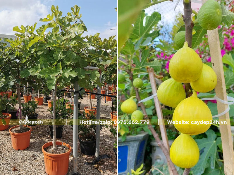 Cây Sung Mỹ quả vàng chiều cao hơn 1m, thuần chậu