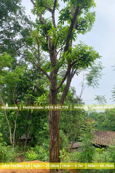 Bứng bầu cây Trứng Gà cổ thụ đường kính gốc từ 30cm trở lên