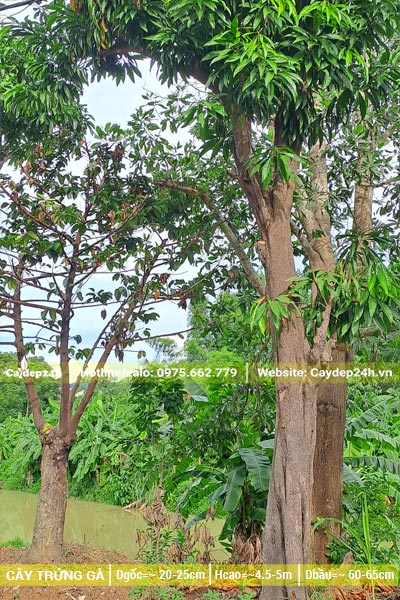 Cây Lêkima dâm ủ đường kính gốc 20cm