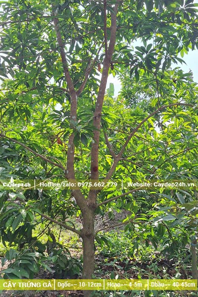 Vườn trồng cây Trứng Gà chiều cao 4-5m, đường kính gốc 10cm