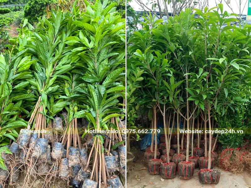 Cây giống Trứng Gà cao gần 1m