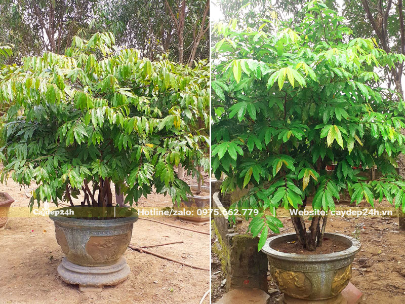 Những chậu cây Hoa Dẻ xanh tốt, chiều cao 1m (không tính chậu)