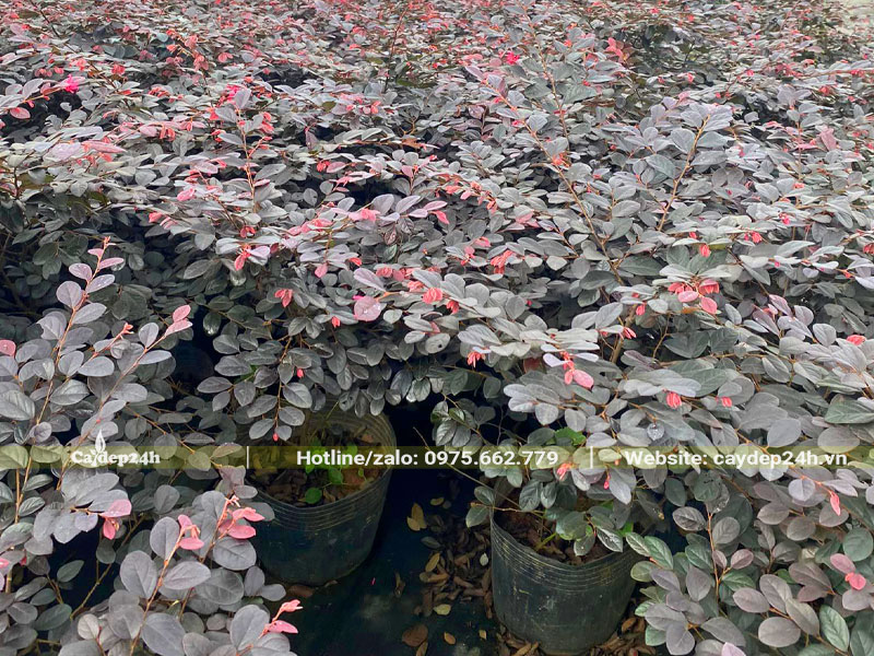 Vườn nuôi dưỡng số lượng lớn cây Hồng Phụng đỏ cao 30cm