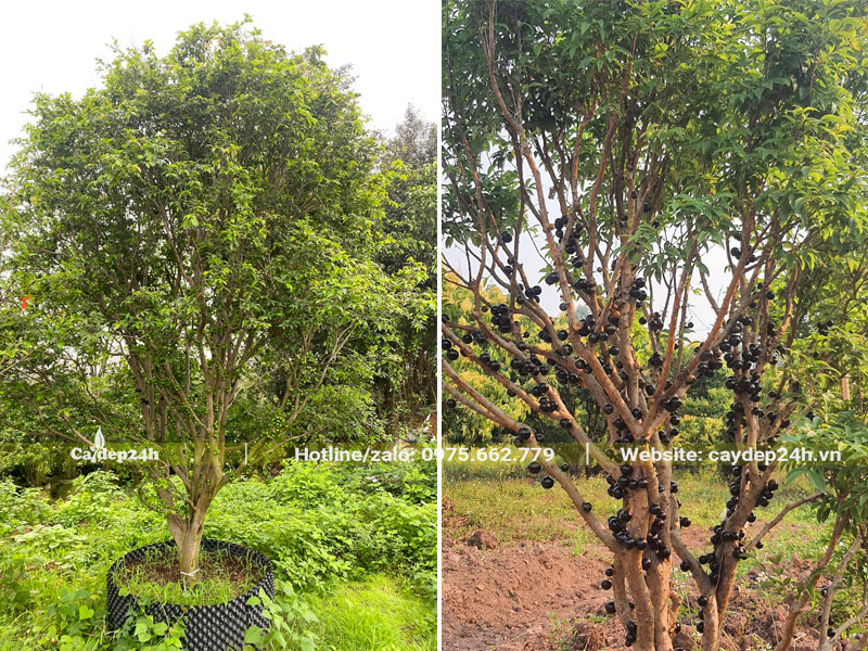 Vườn dưỡng ủ những cây nho thân gỗ lâu năm đường kính gốc 7 - 10cm