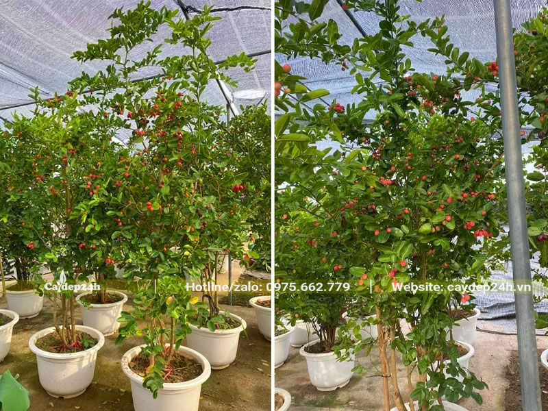 Cây Siro được chăm sóc cẩn thận trong khu vực có lưới đen che chắn