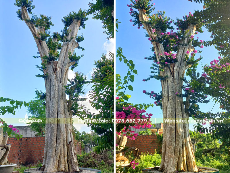 Cây mới ghép khoảng 2 năm, cành nhánh đang ra rất đẹp