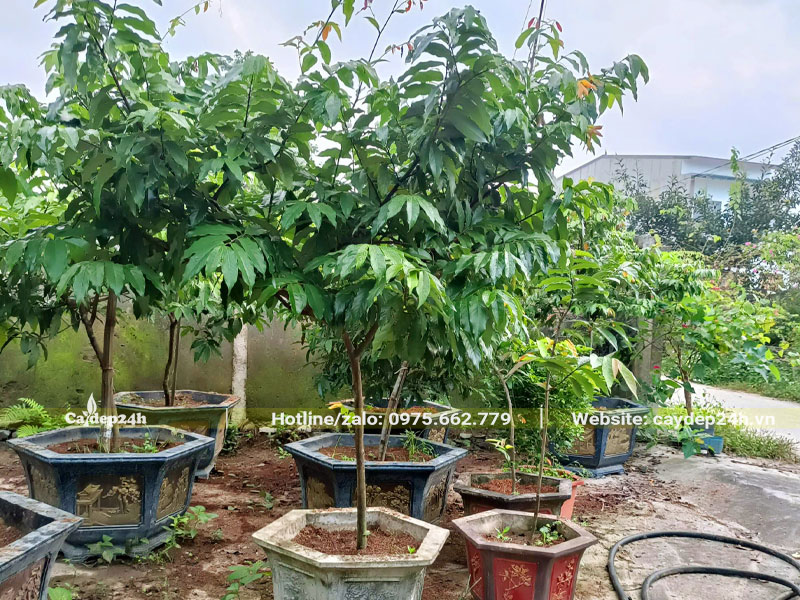 Hàng chục cây Hoa Dẻ trồng chậu cảnh đẹp, chiều cao từ 1 - 1,5m