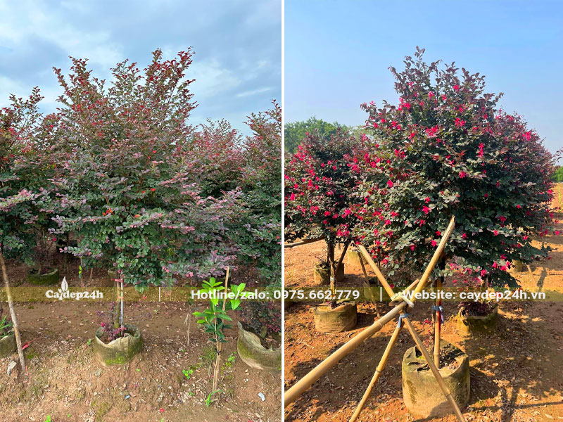 Vườn dưỡng cây hoa Hồng Phụng thân tree cao 2m