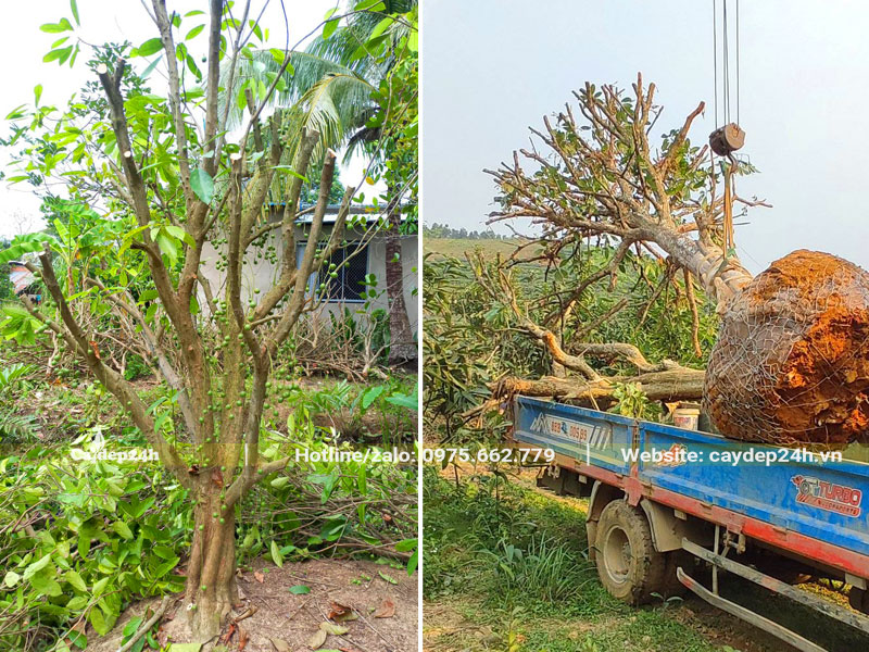Bứng cây Dâu Da Đất công trình và đưa lên xe tải