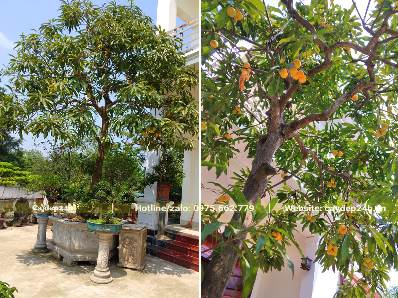 Chậu cây Trứng Gà cảnh kích thước khủng trồng trước nhà