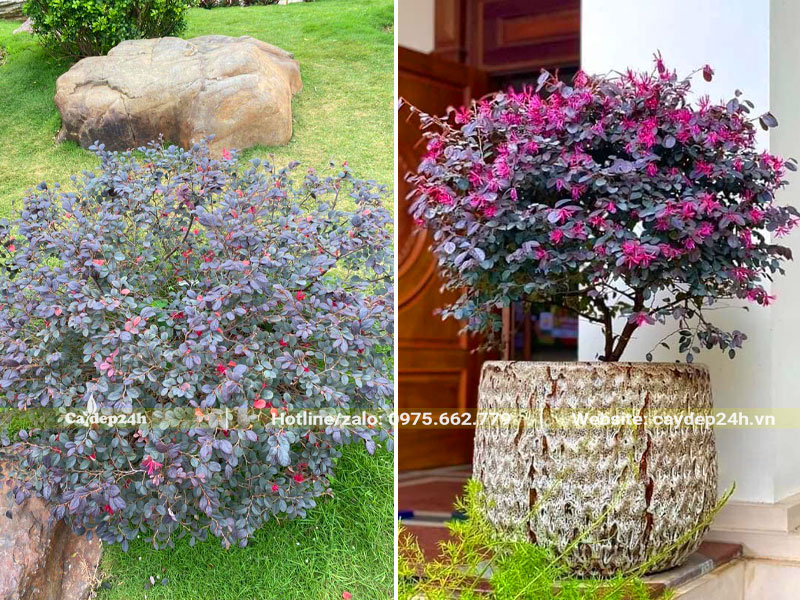 Hồng Phụng trồng sân vườn và trồng chậu trước nhà