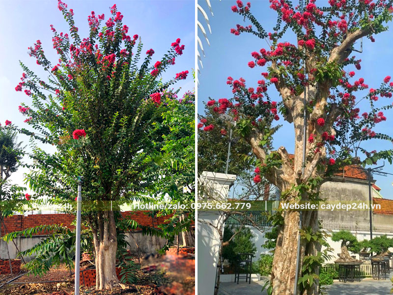 Ghép cây bằng lăng với Tường Vi hoa đỏ