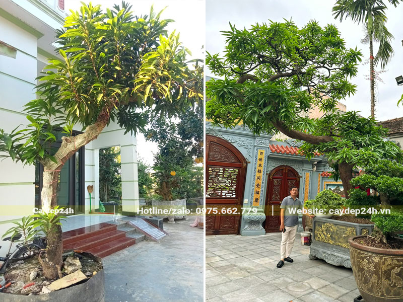 Những cây Trứng Gà kiểng trồng trước nhà biệt thự và nhà thờ họ