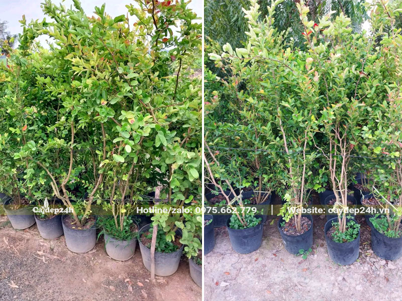 Những cây giống Siro chiết cành đạt chiều cao khoảng 1m