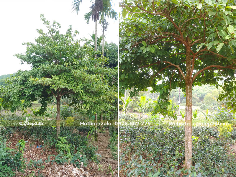 Dâu Da Đất trồng trong vườn nhà, chiều cao khoảng 4m